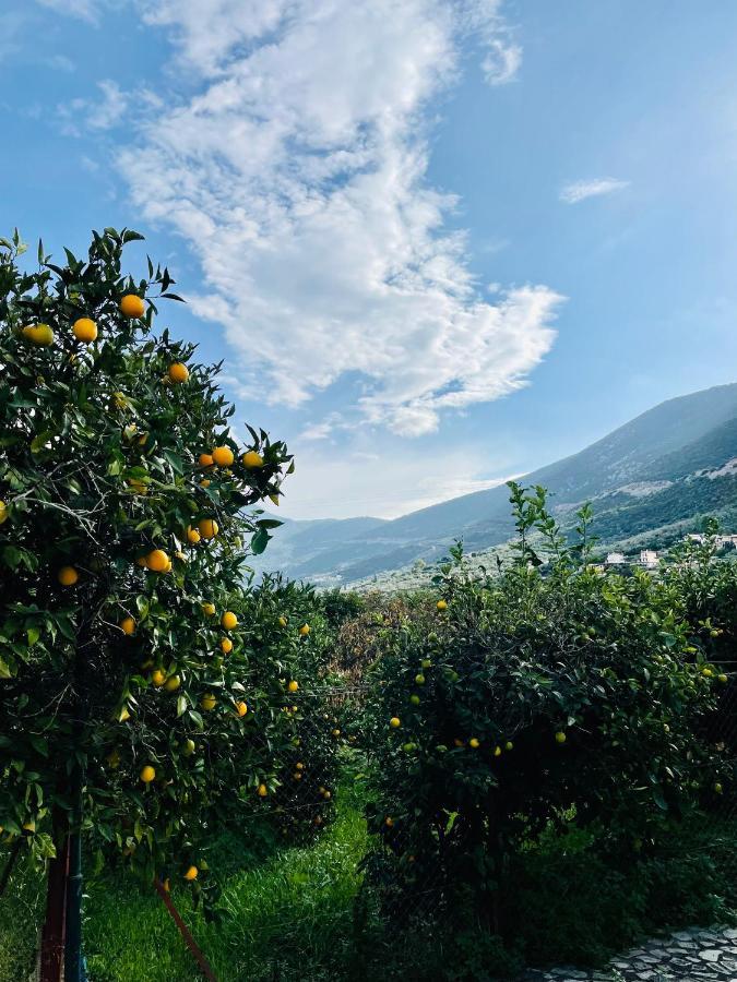 הוילה Epidaurus Citrus Garden מראה חיצוני תמונה